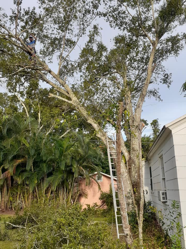 Man Climbs A Tree With A Ladder In Front Of A House — Vero Beach, FL — Perez Tree Service