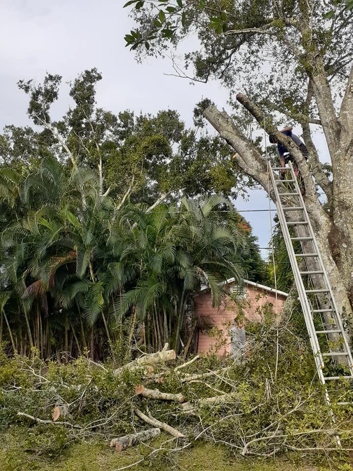 Man On A Ladder Is Cutting Down A Tree — Vero Beach, FL — Perez Tree Service