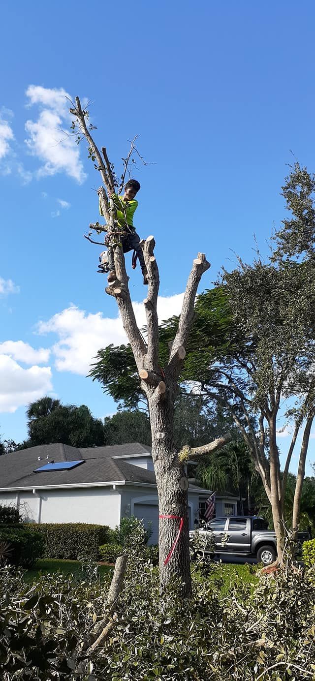 Man Is Climbing A Tree In Front Of A House — Vero Beach, FL — Perez Tree Service