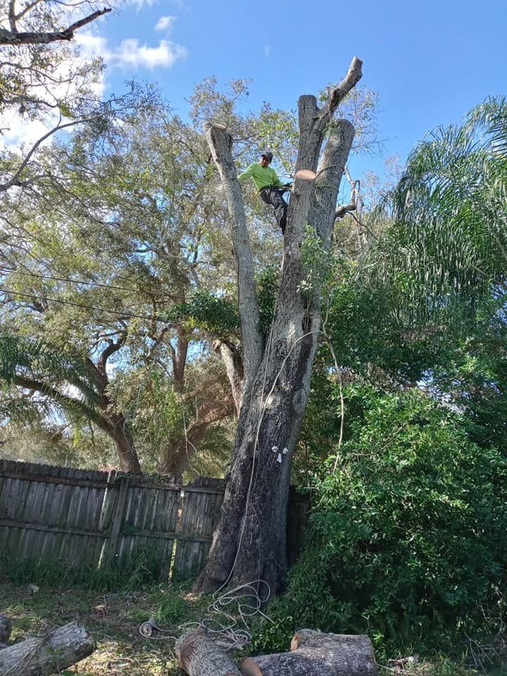 Man In A Green Shirt Is Climbing A Tree With A Chainsaw — Vero Beach, FL — Perez Tree Service