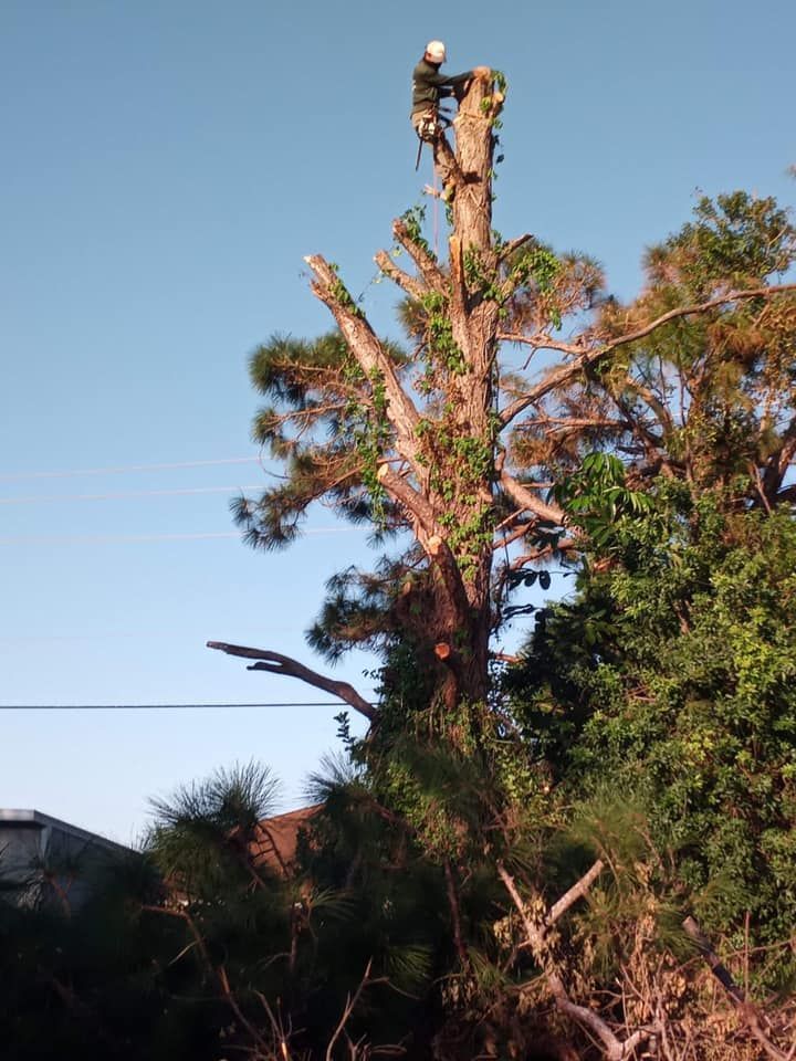 Worker On Top OF The Tree Cutting a Brunch — Vero Beach, FL — Perez Tree Service