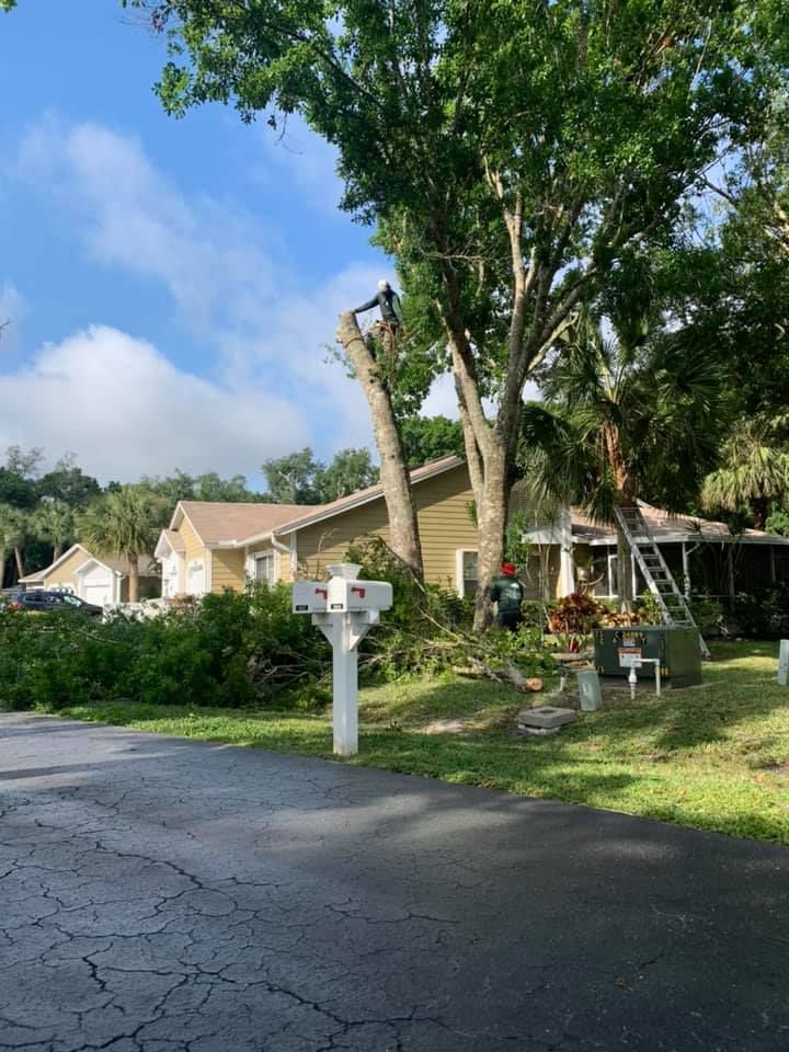 Tree Service — Vero Beach, FL — Perez Tree Service