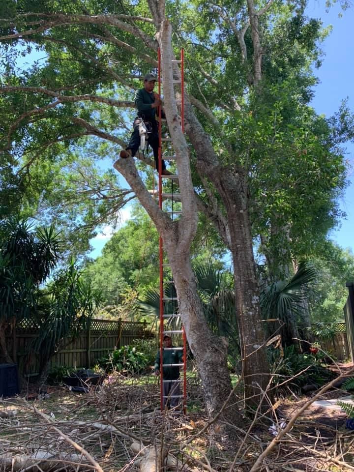 Worker Cutting Some Tree Branch — Vero Beach, FL — Perez Tree Service