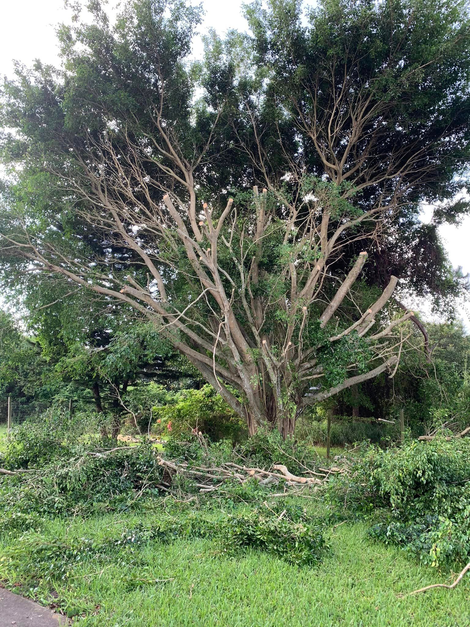 Tree Trimming Service — Vero Beach, FL — Perez Tree Service