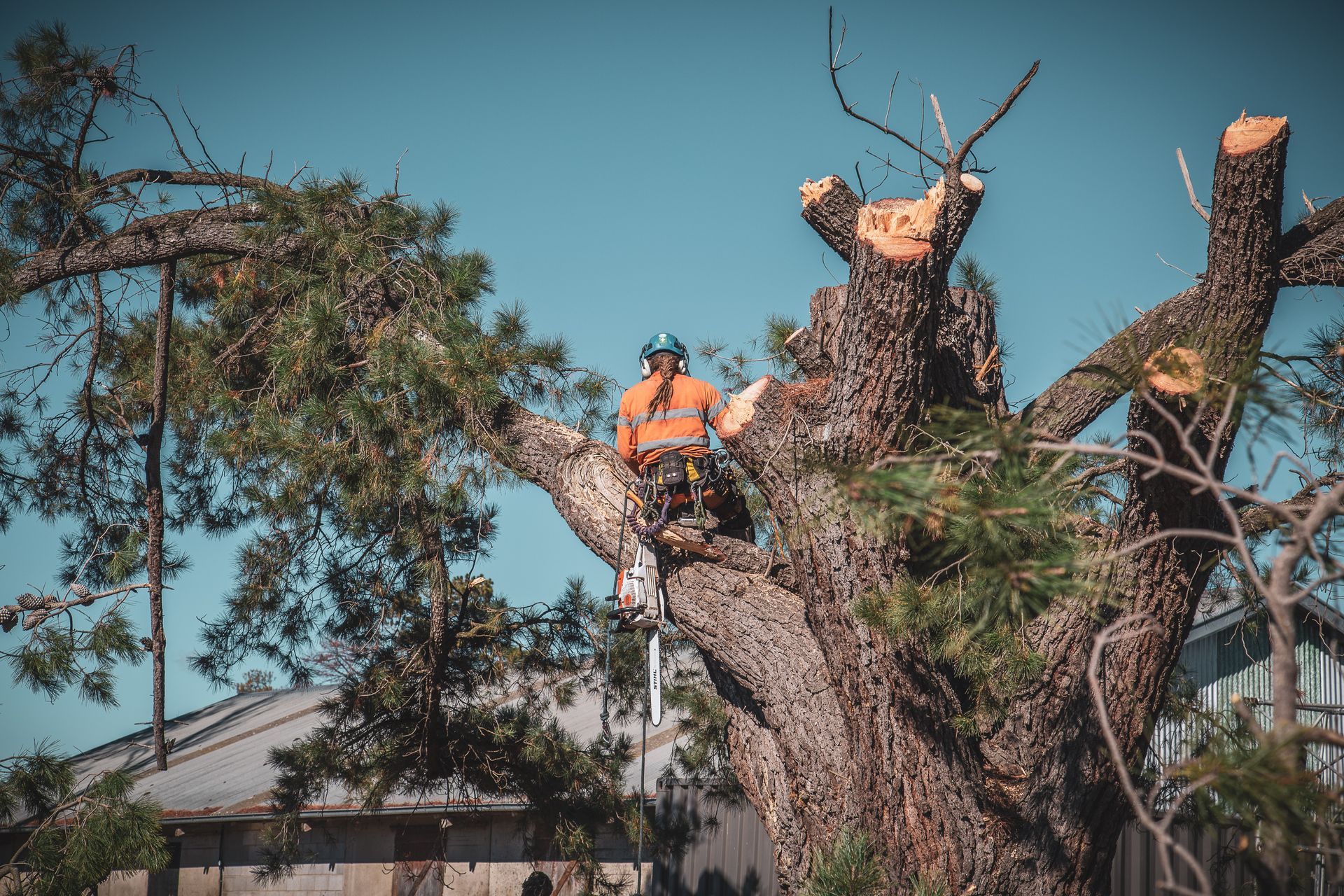 Arborist in orange safety gear and helmet cutting a large pine tree with a chainsaw.