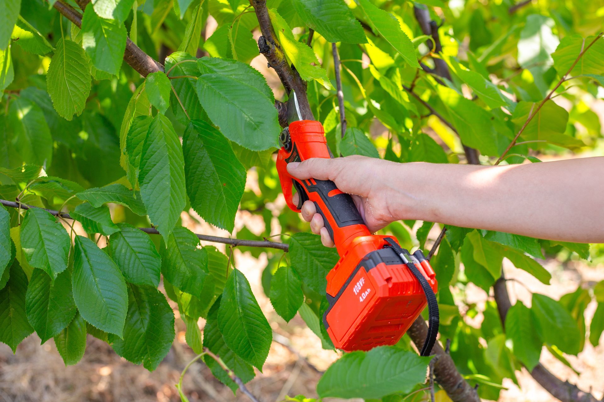 A hand holding red cordless pruning shears cutting a green tree branch amid leafy foliage A hand holding red cordless pruning shears cutting a green tree branch amid leafy foliage