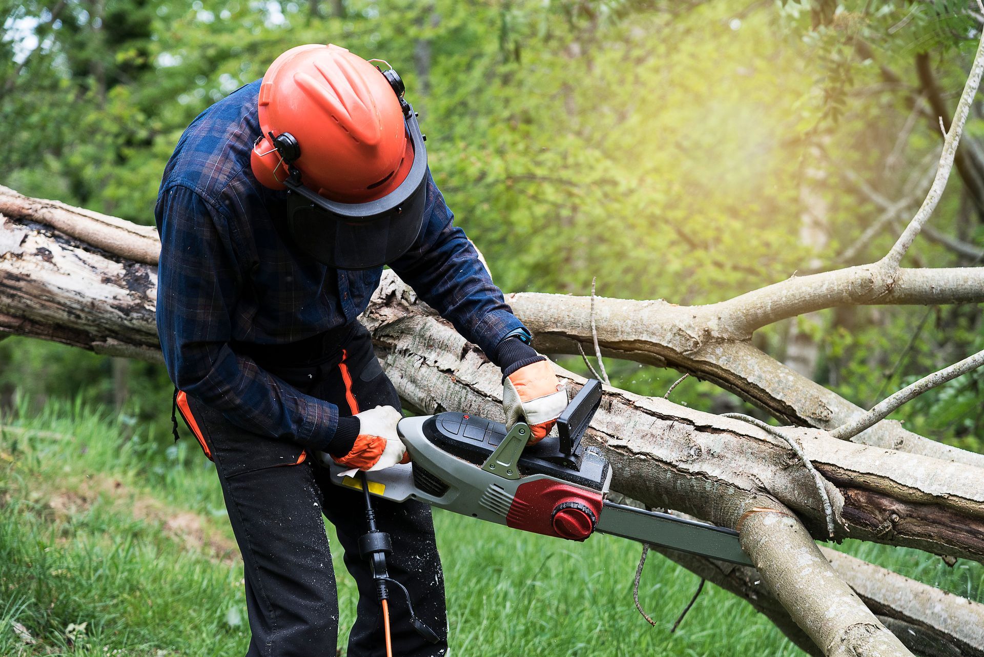 Tree service professional using chainsaw to cut wood, ensuring safe and efficient tree removal.