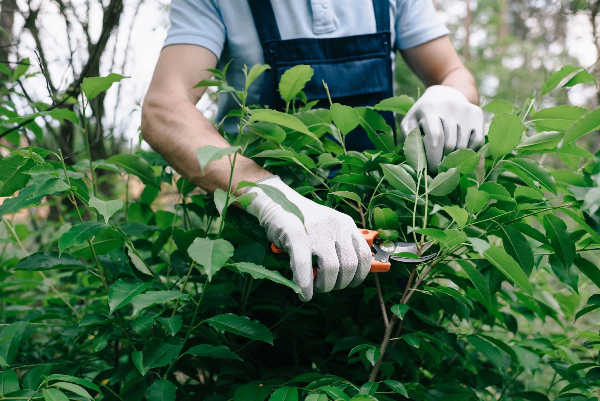 A man is cutting a bush with a pair of scissors.