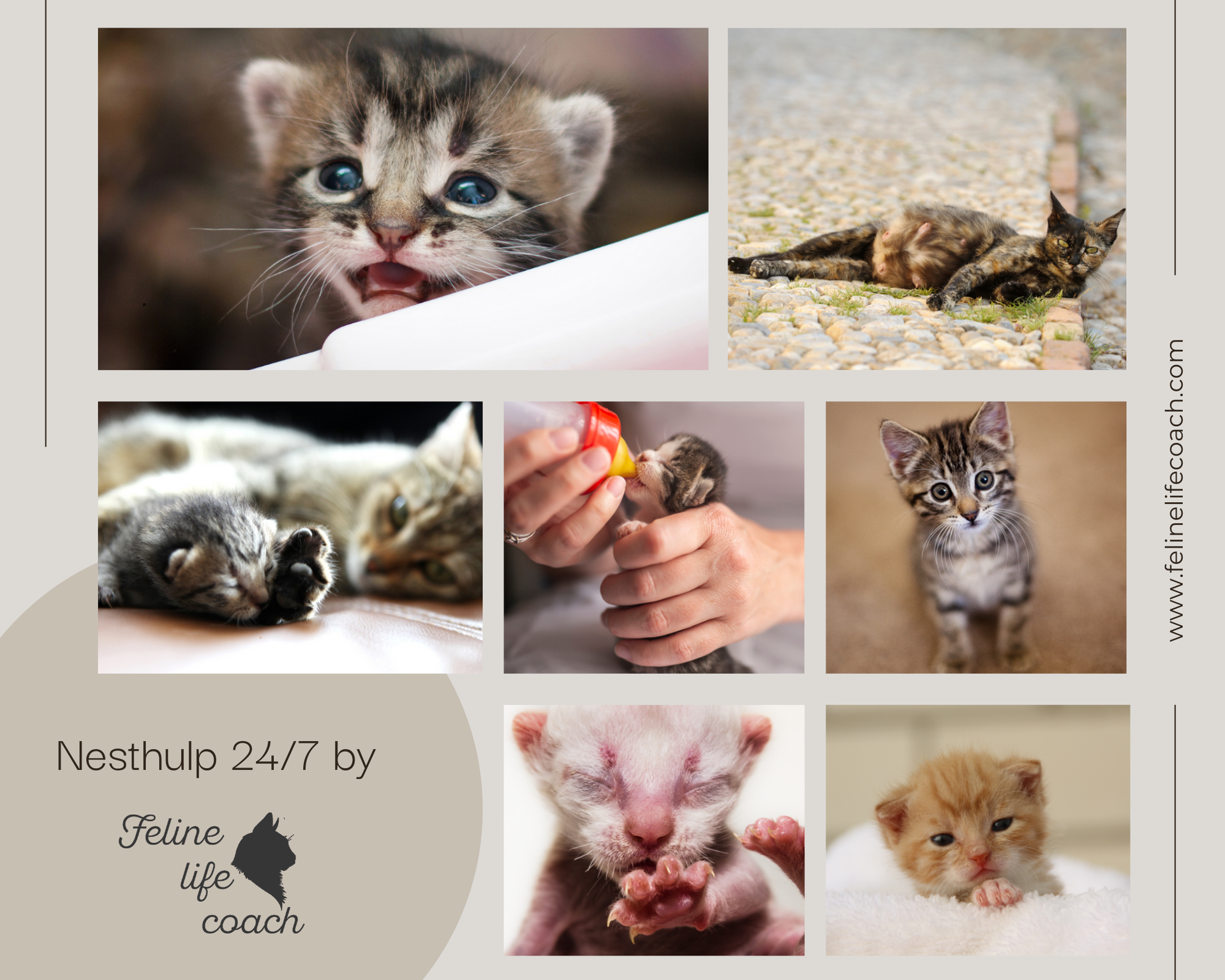 Nesthulp 24/7 by Feline Life Coach
