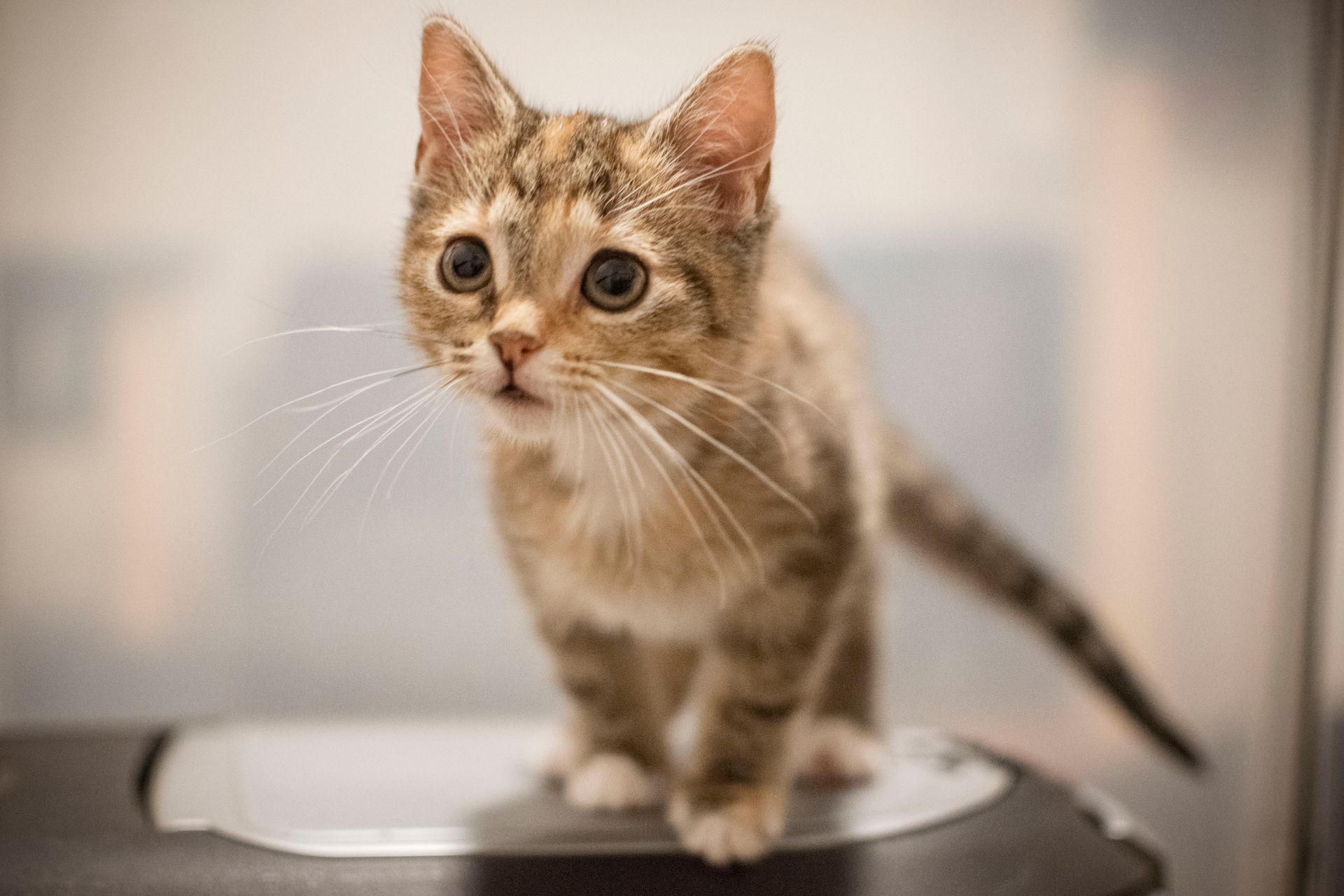Welcome kitten
