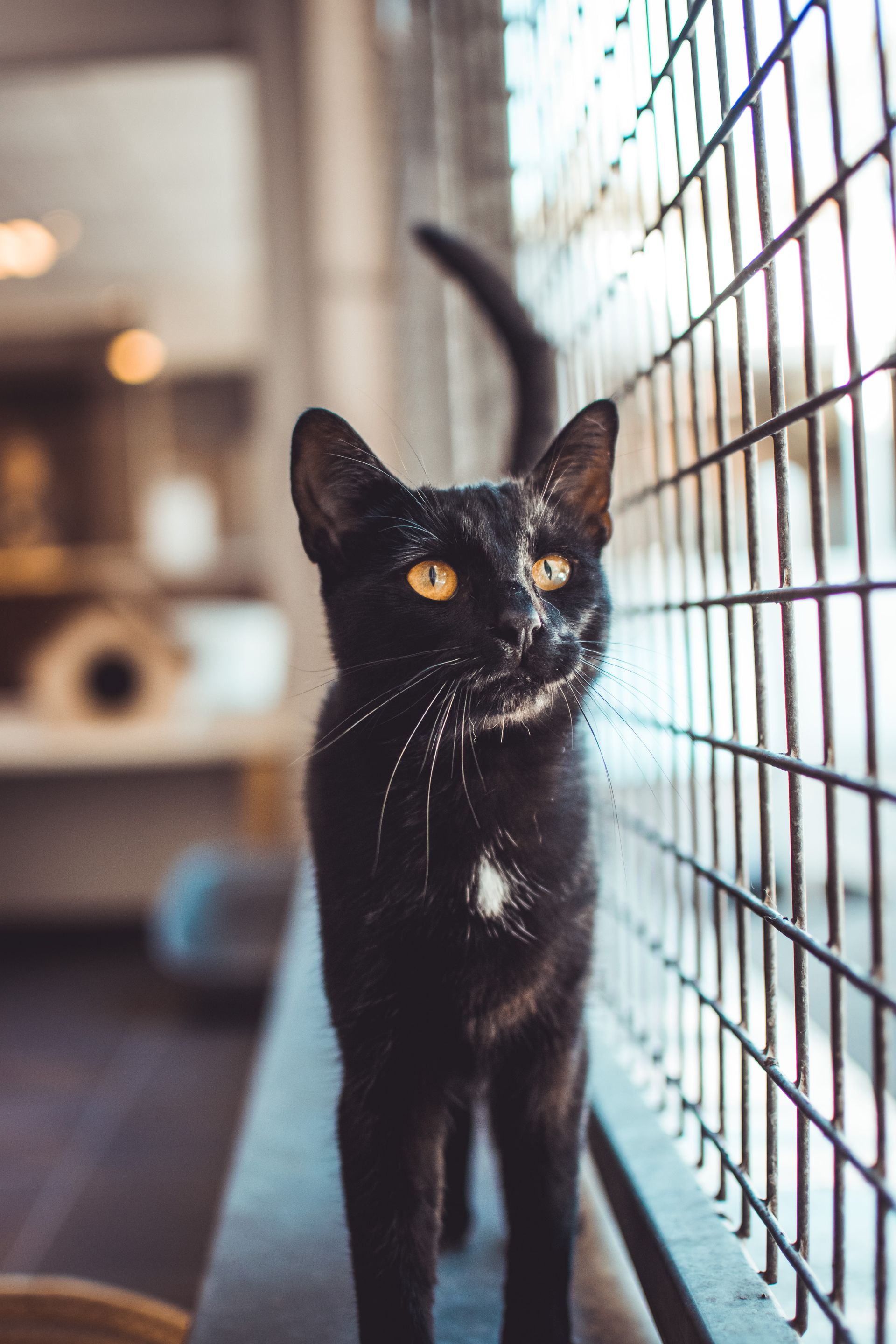 Adoption Guide