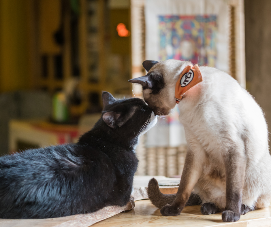 Multi-Cat Harmonies