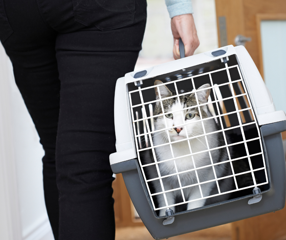 Rehoming your cat