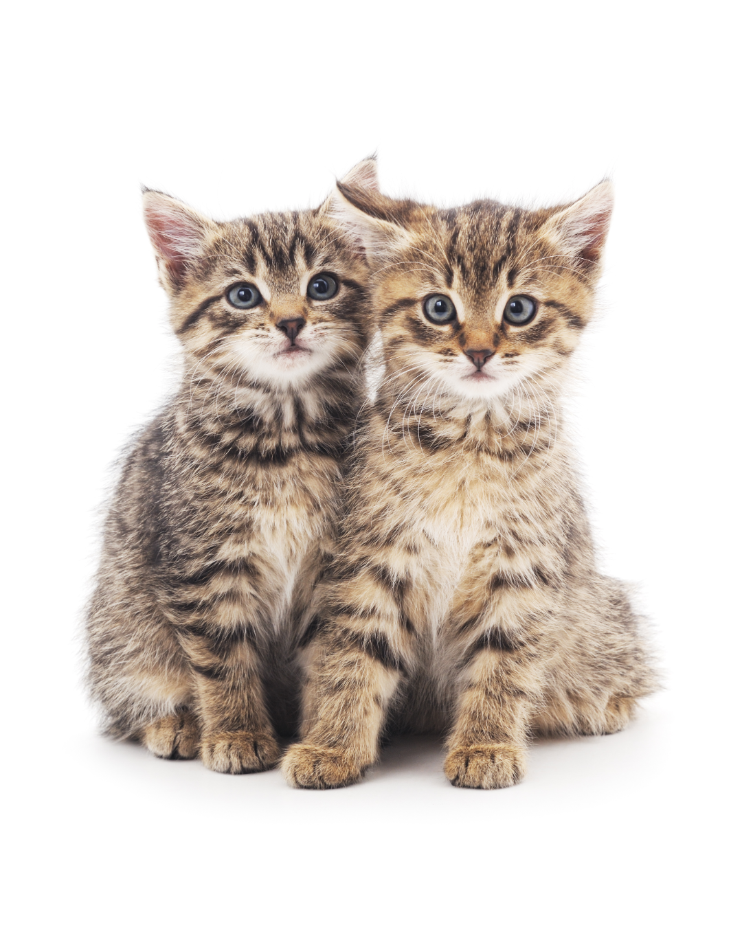 Welcome kitten