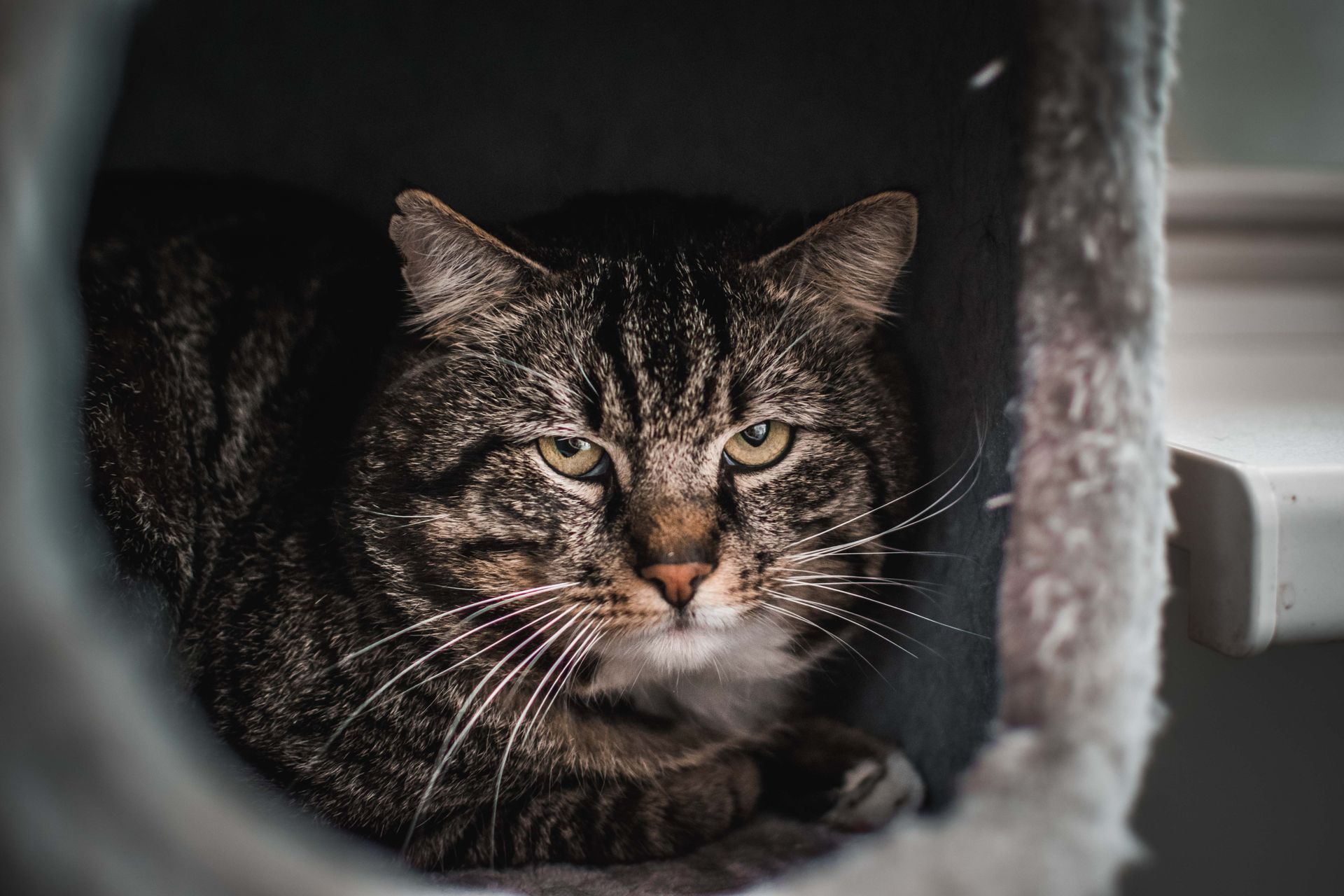 Een gestreepte kat ligt te rusten in een grijze kattentunnel en kijkt recht in de camera.