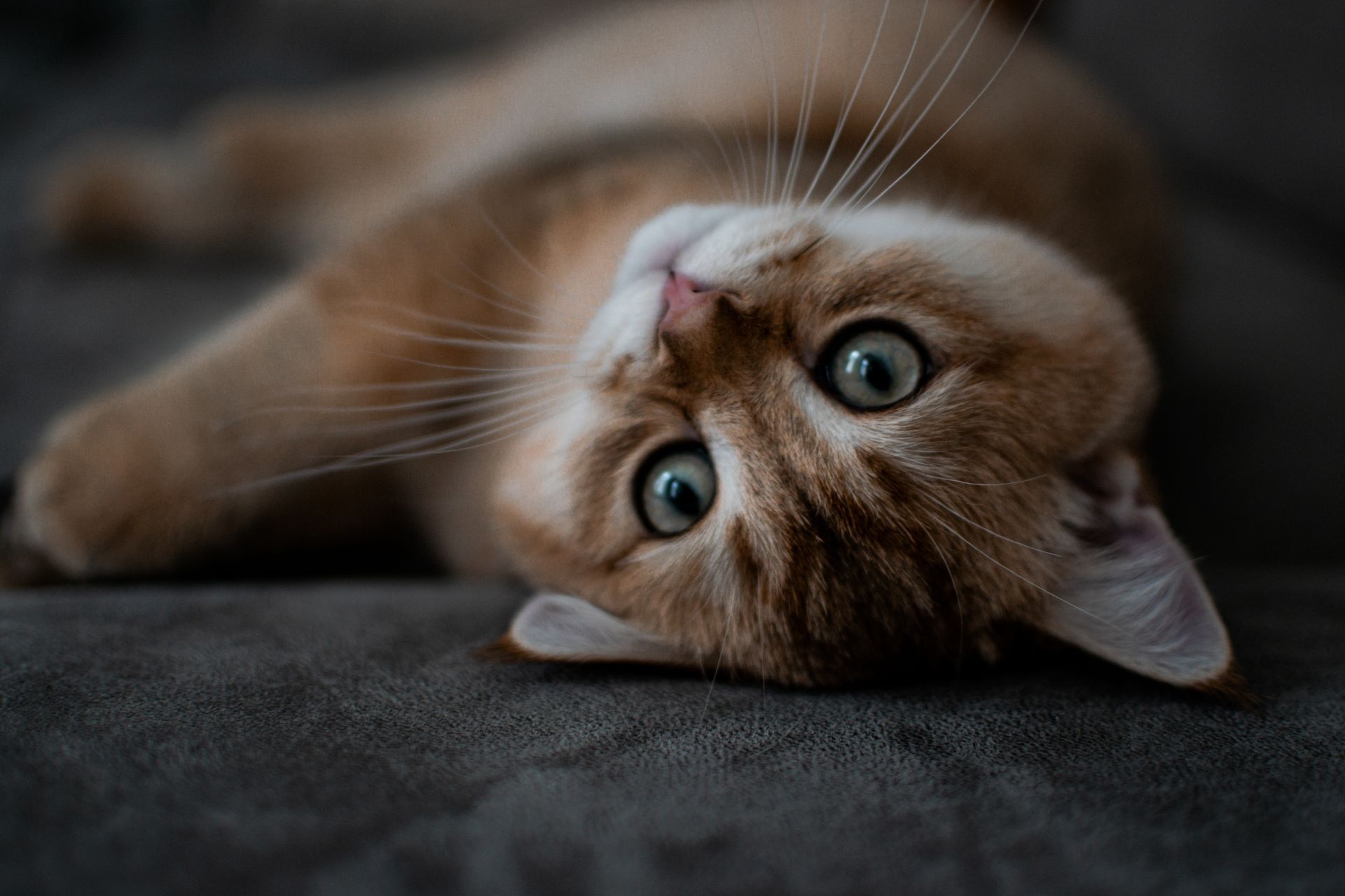 Een bruine cyperse kat ligt op haar rug op een donkere ondergrond en staart met grote groene ogen naar de camera.