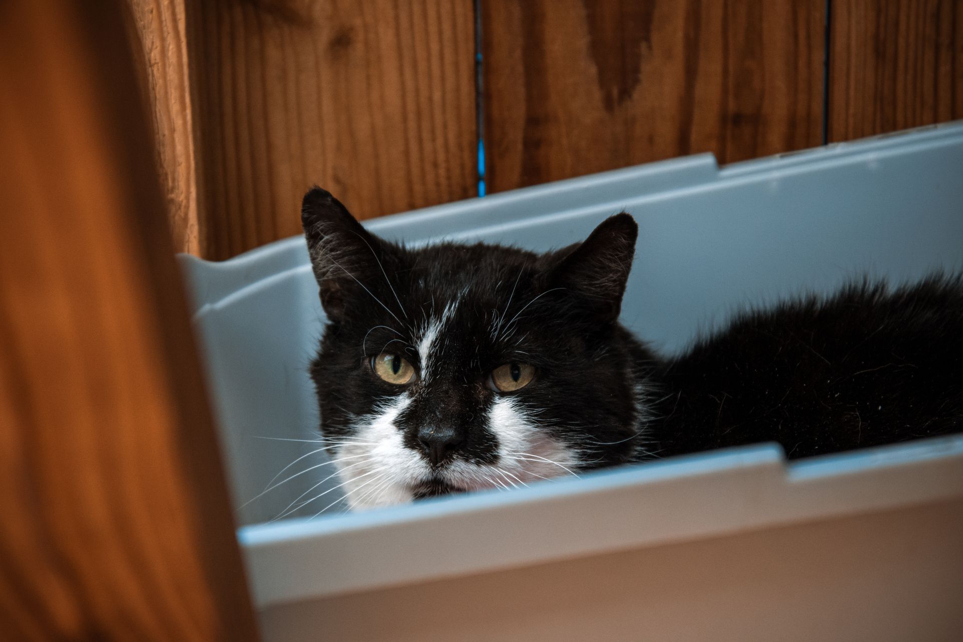 Een zwart-witte kat gluurt vanachter een lichtblauwe schaal naast een houten muur.