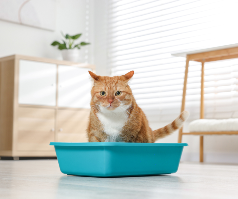 Een zwart-witte kat gluurt vanachter een lichtblauwe schaal naast een houten muur.