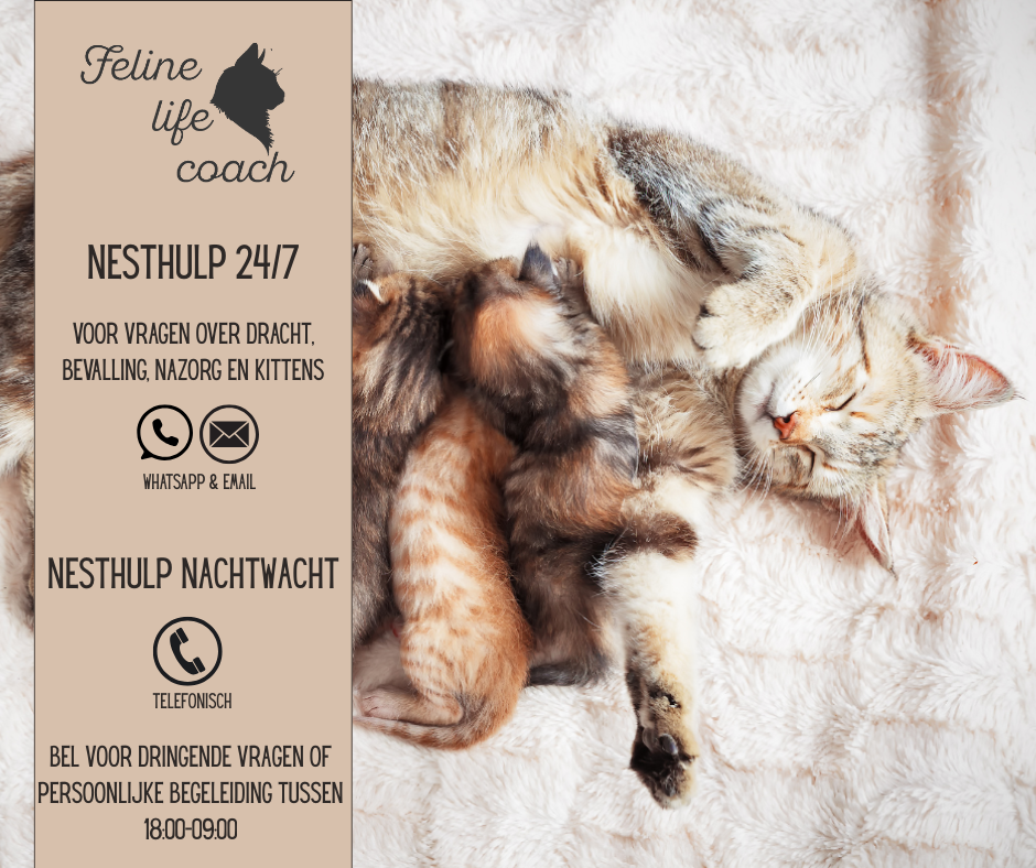 Nesthulp, felinelifecoach