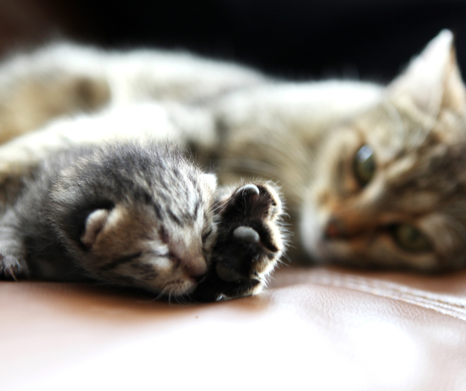 Twee katten liggen dicht bij elkaar op een zachte ondergrond, een grijze cyperse poot op de voorgrond, beide ontspannen.