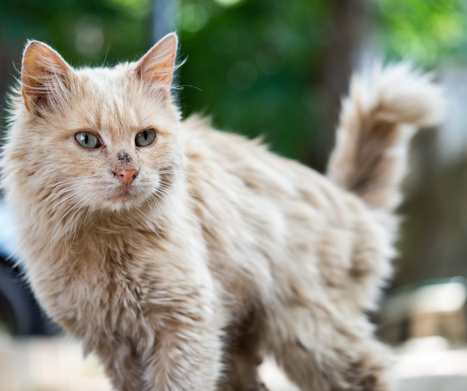 Een pluizige crèmekleurige kat staat buiten tegen een wazige groene achtergrond.