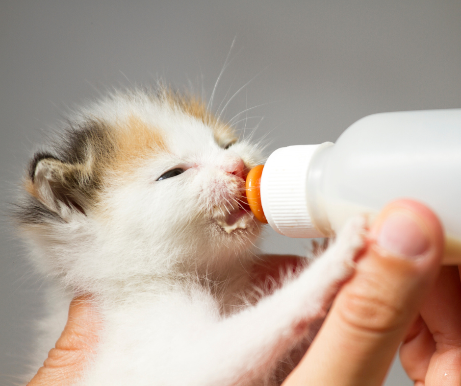Pasgeboren kitten wordt gevoed met melk uit een handfles.