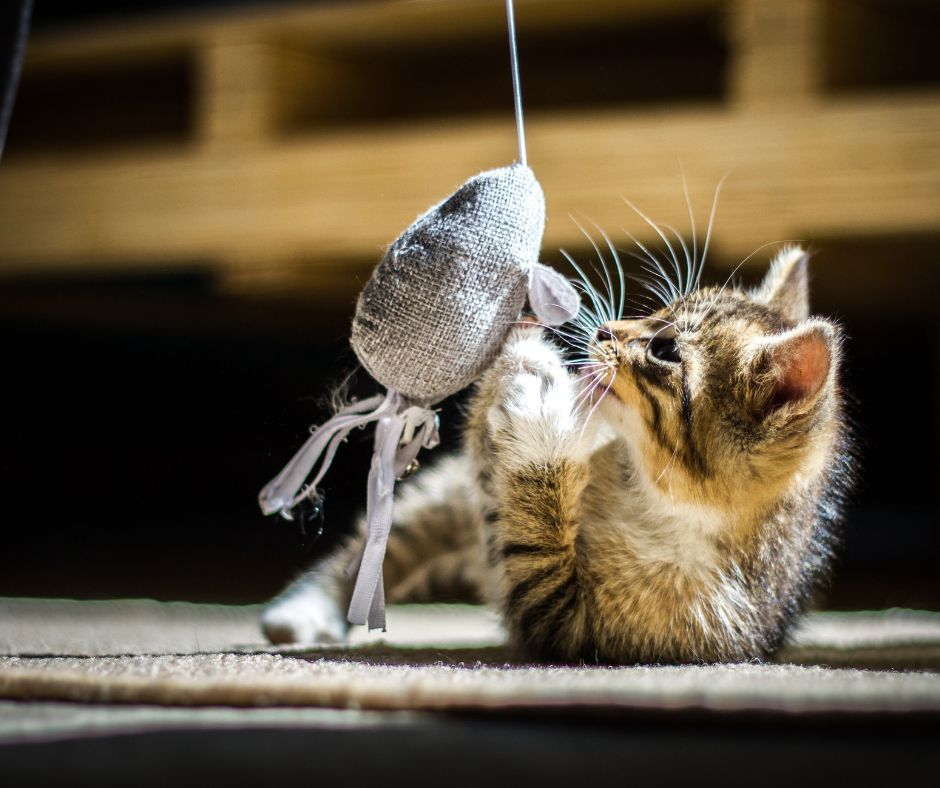 Een kitten slaat tegen een hangend speelgoedmuisje op een kleed.