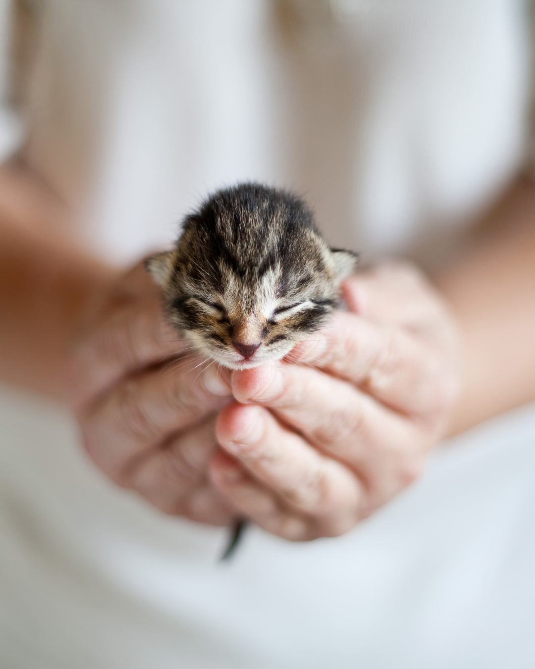 Pasgeboren kitten zachtjes gekoesterd in twee komvormige handen.