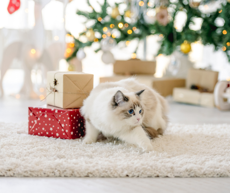 Een pluizige witte kat onder een kerstboom, naast ingepakte cadeautjes op een zacht wit tapijt.