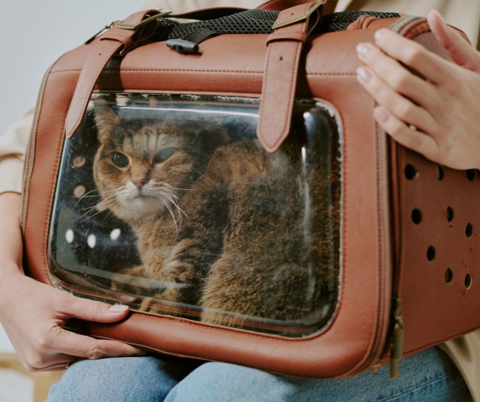 Een wit-zwarte kat achter metalen tralies van een kooi, die door het hok kijkt.