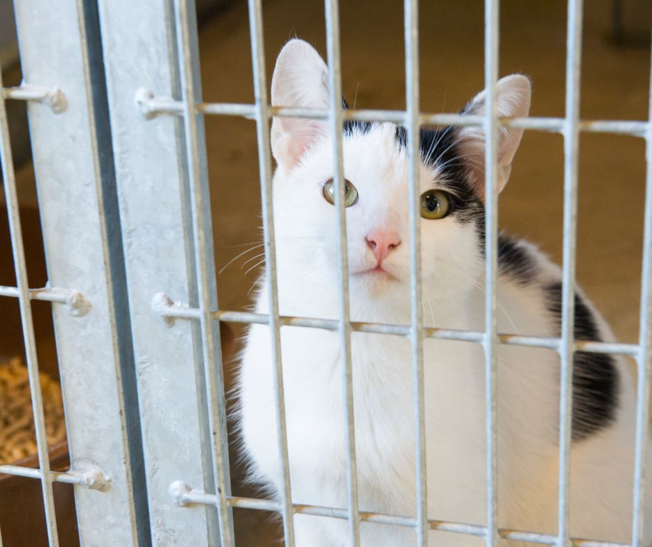 Een wit-zwarte kat achter metalen tralies van een kooi, die door het hok kijkt.
