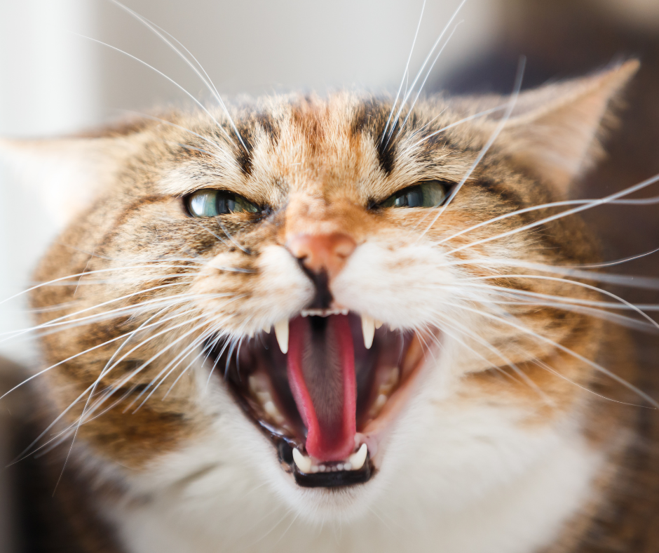 Close-up van een gestreepte kat die sist met open bek en zichtbare tanden.