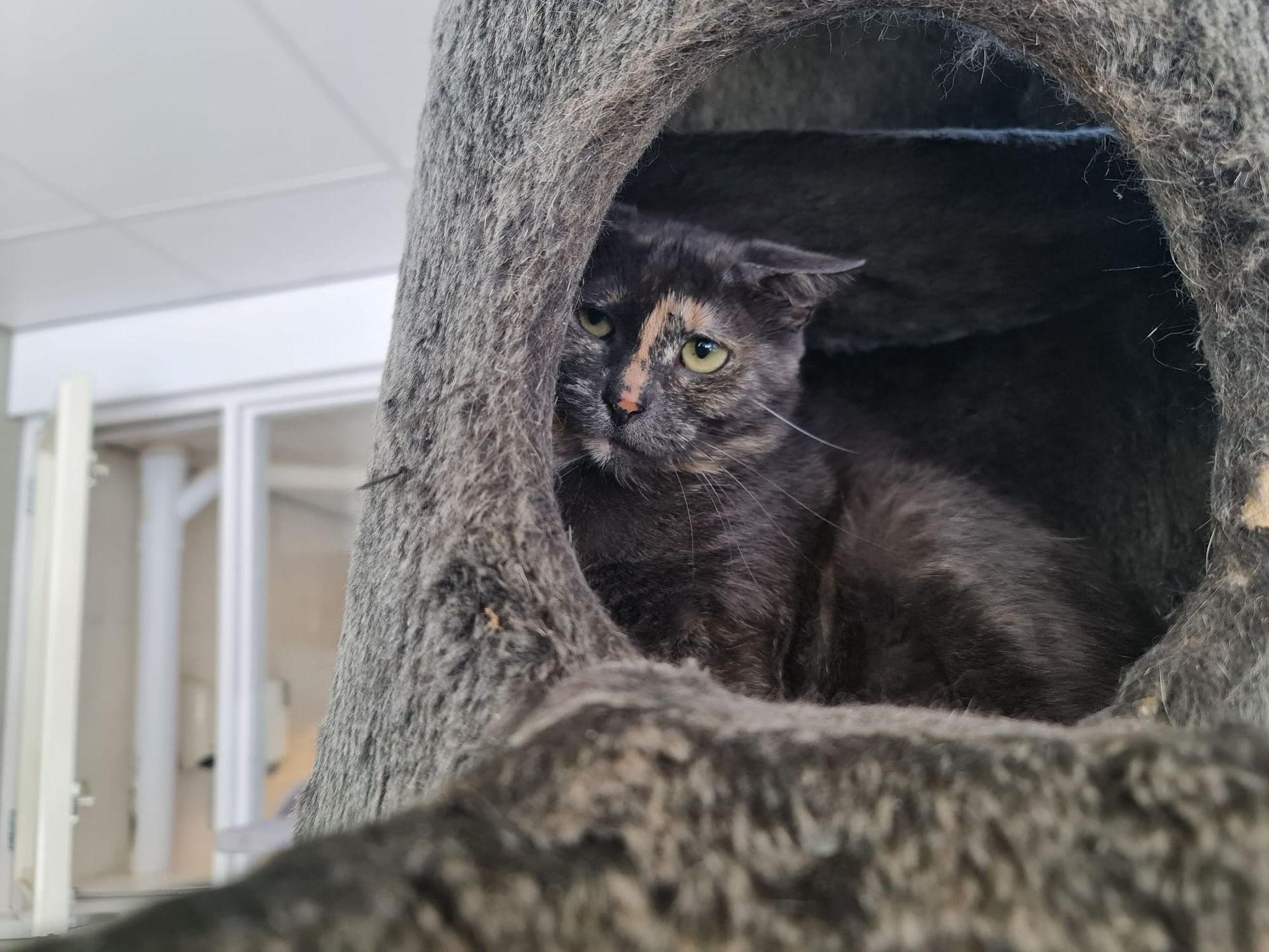 Close-up van een gestreepte kat die sist met open bek en zichtbare tanden.