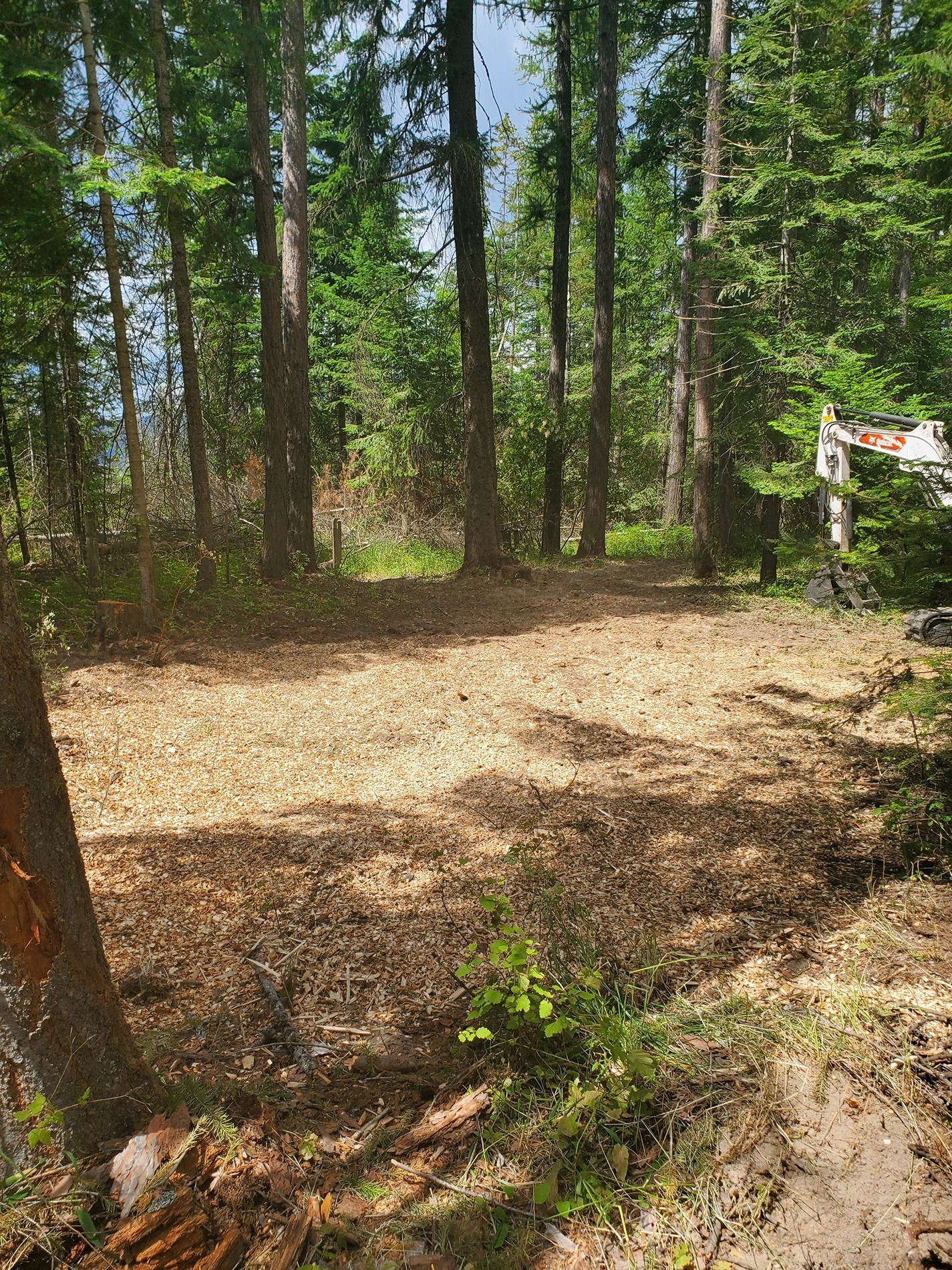 Clearing in a forest, covered in wood chips, with tall trees surrounding.