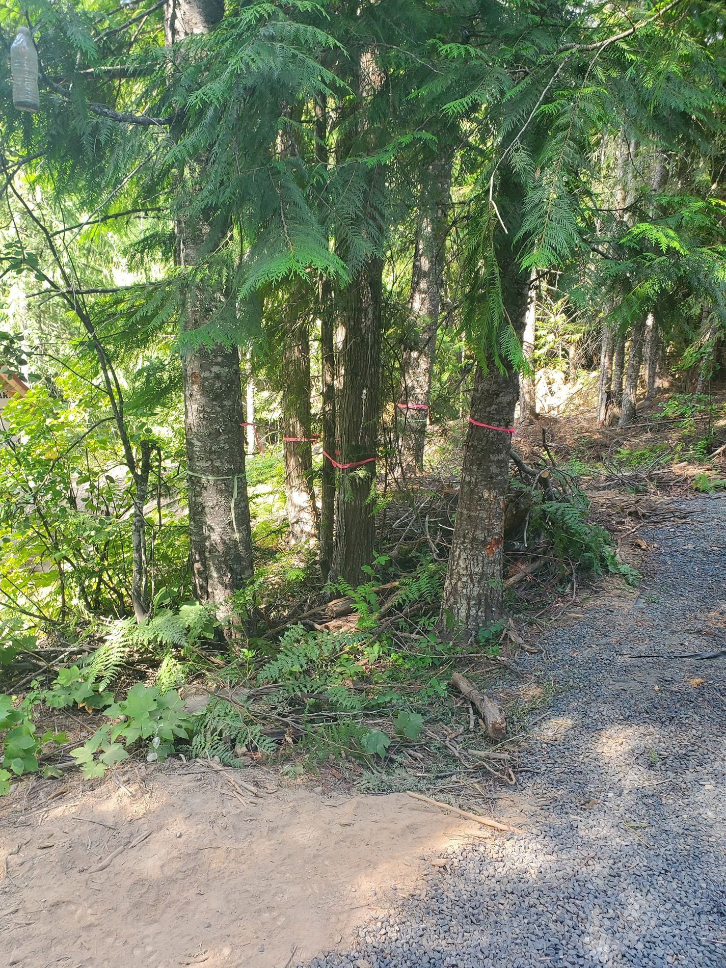 Trees next to a gravel path in a forest setting with green foliage.