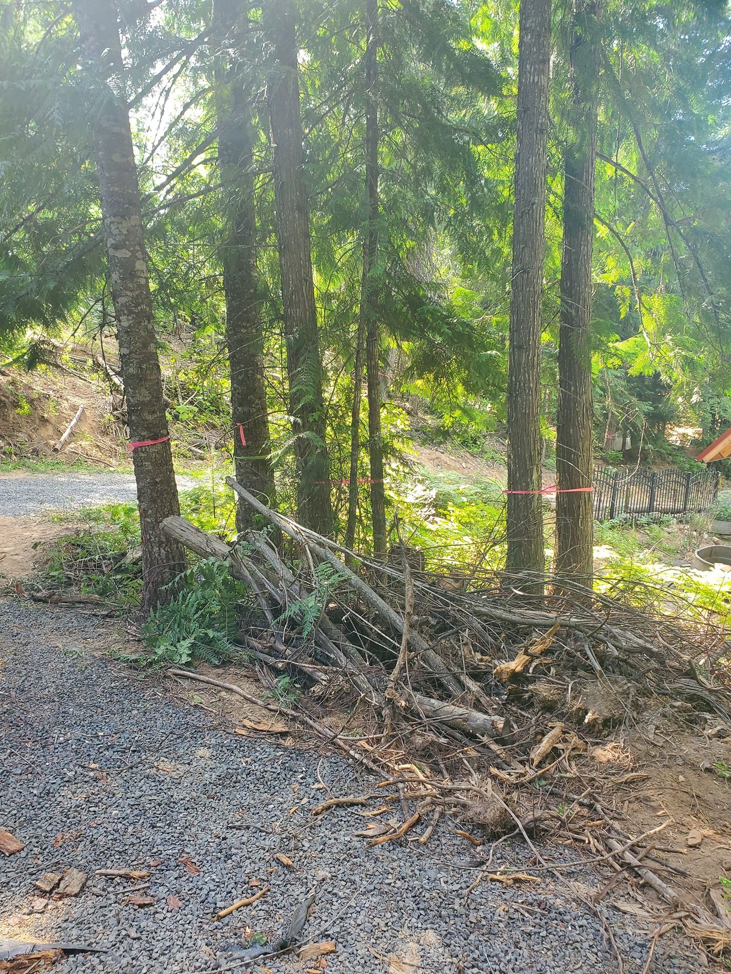 Gravel path leading into a sunlit forest with several trees marked with red tape, fallen branches on ground.