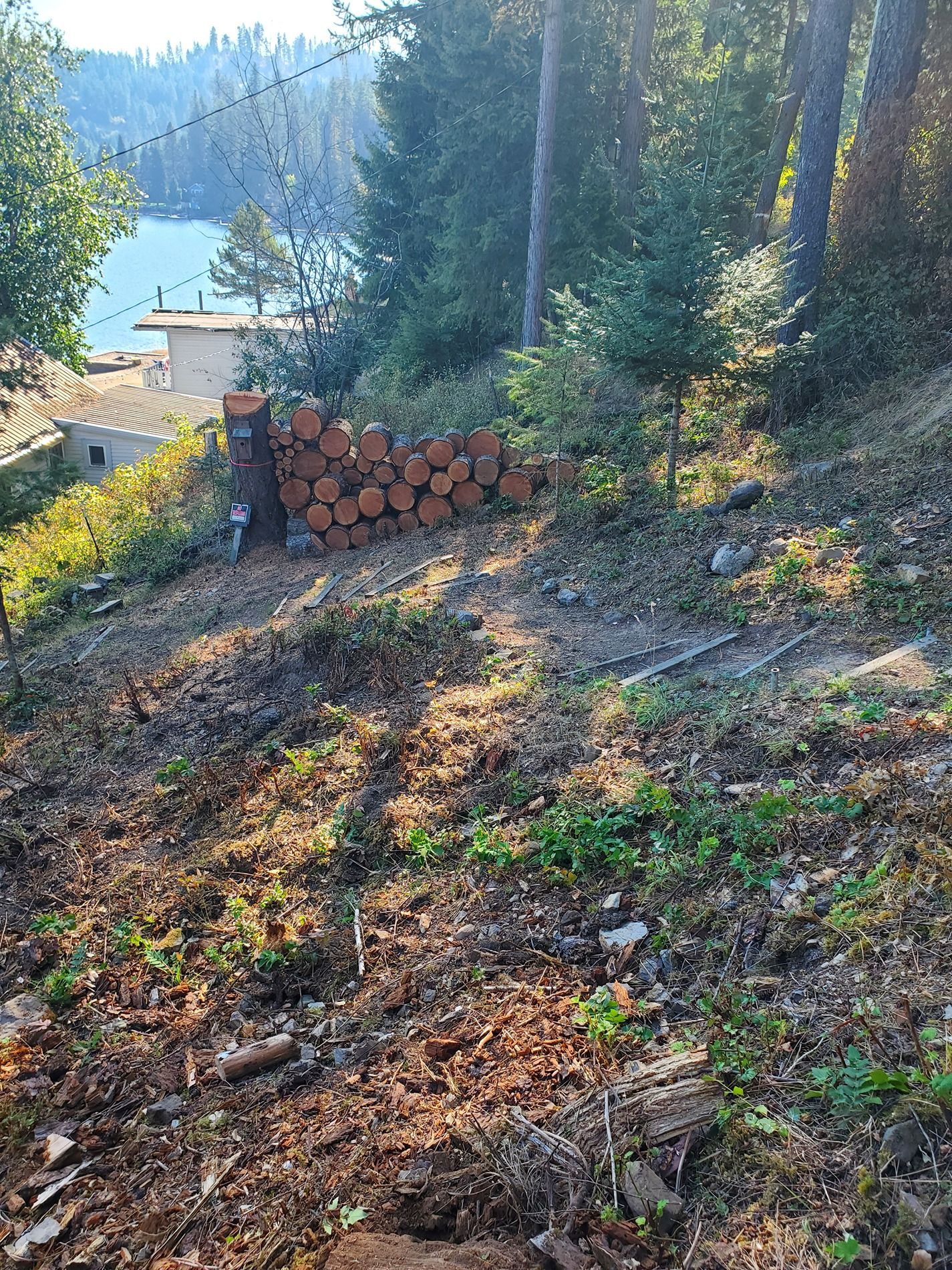 Wood pile on a hillside with a view of a lake and trees.