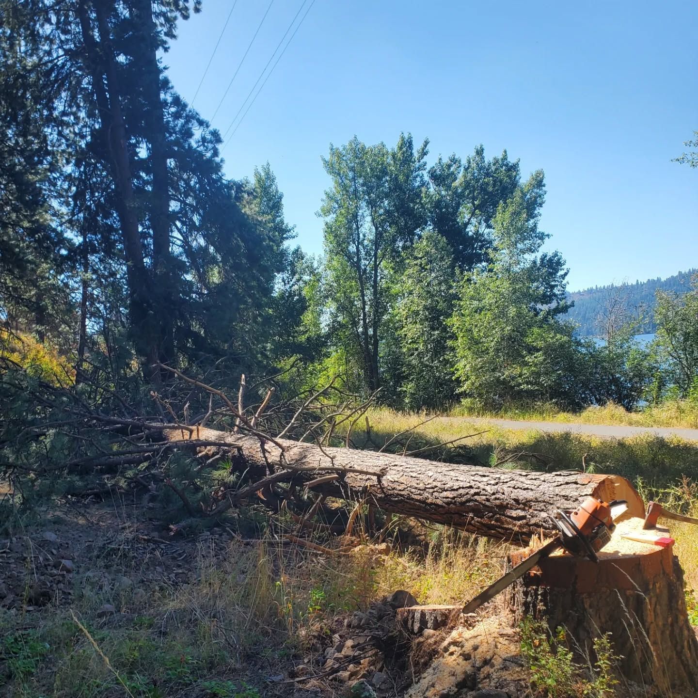Felled tree trunk with a chainsaw on a stump, in a sunny forest clearing.
