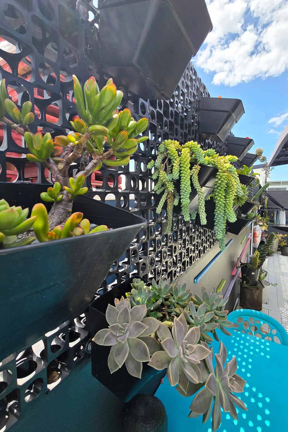 A vertical wall garden with succulents on display