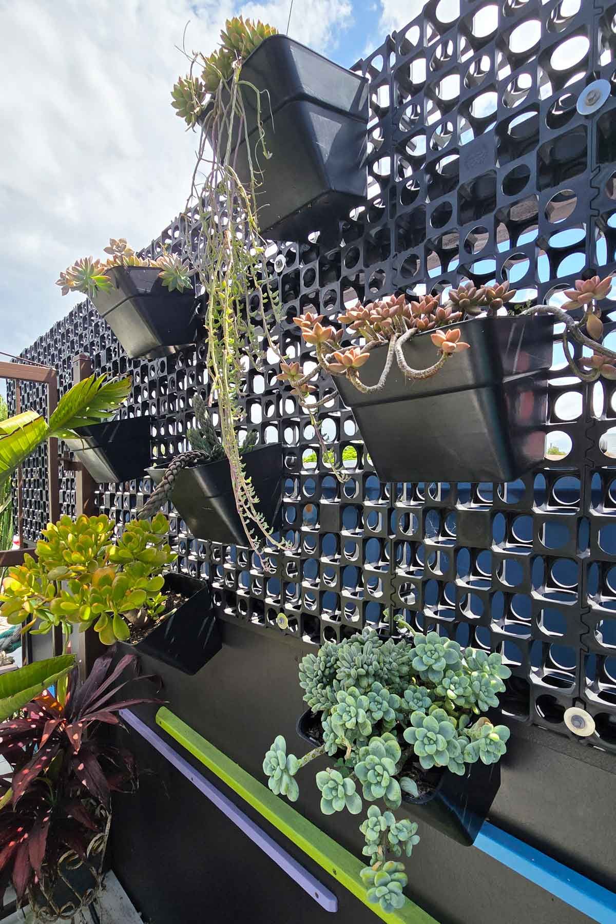 My vertical garden with multiple succulents. 
