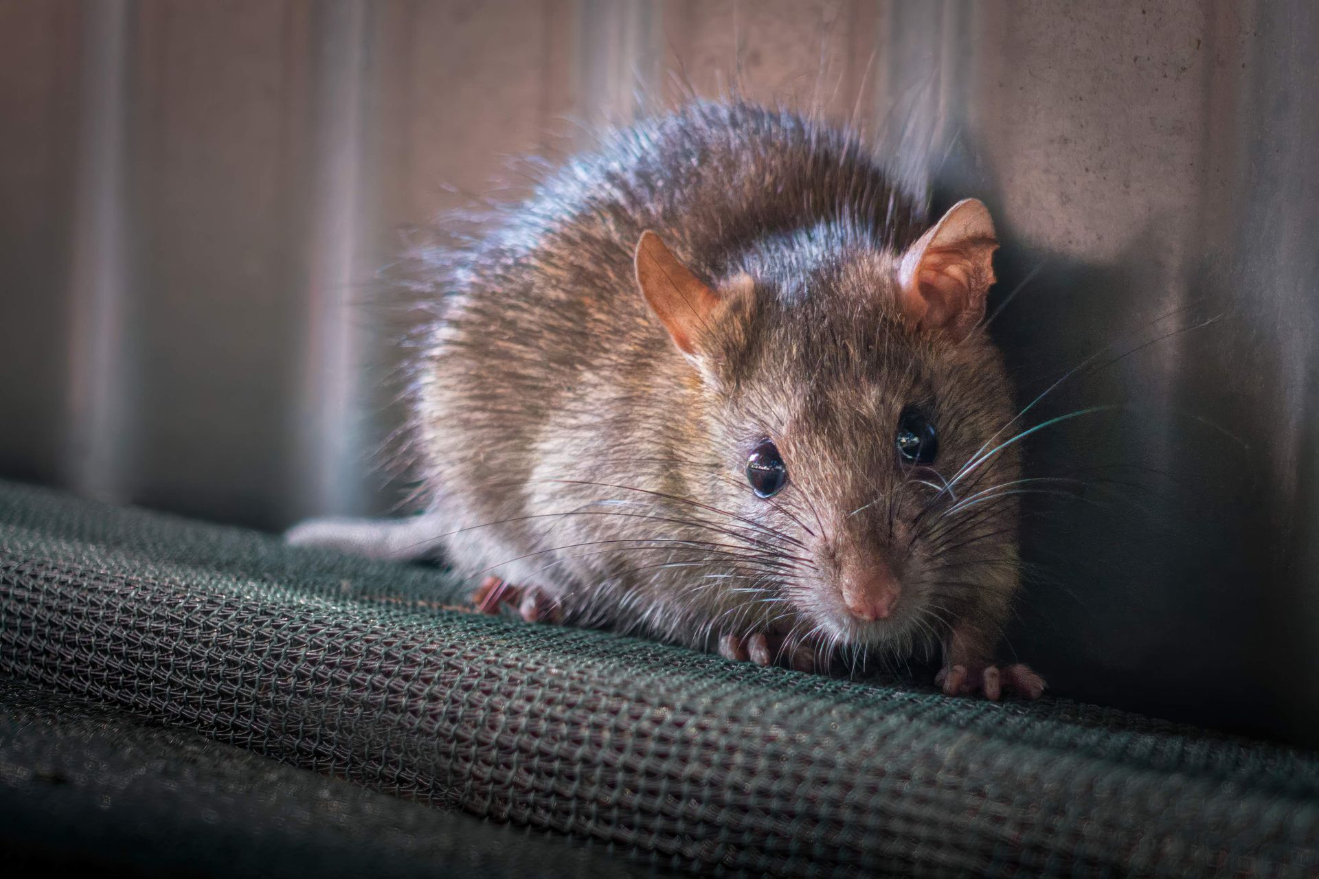 Pest Control Web Designer In Adelaide