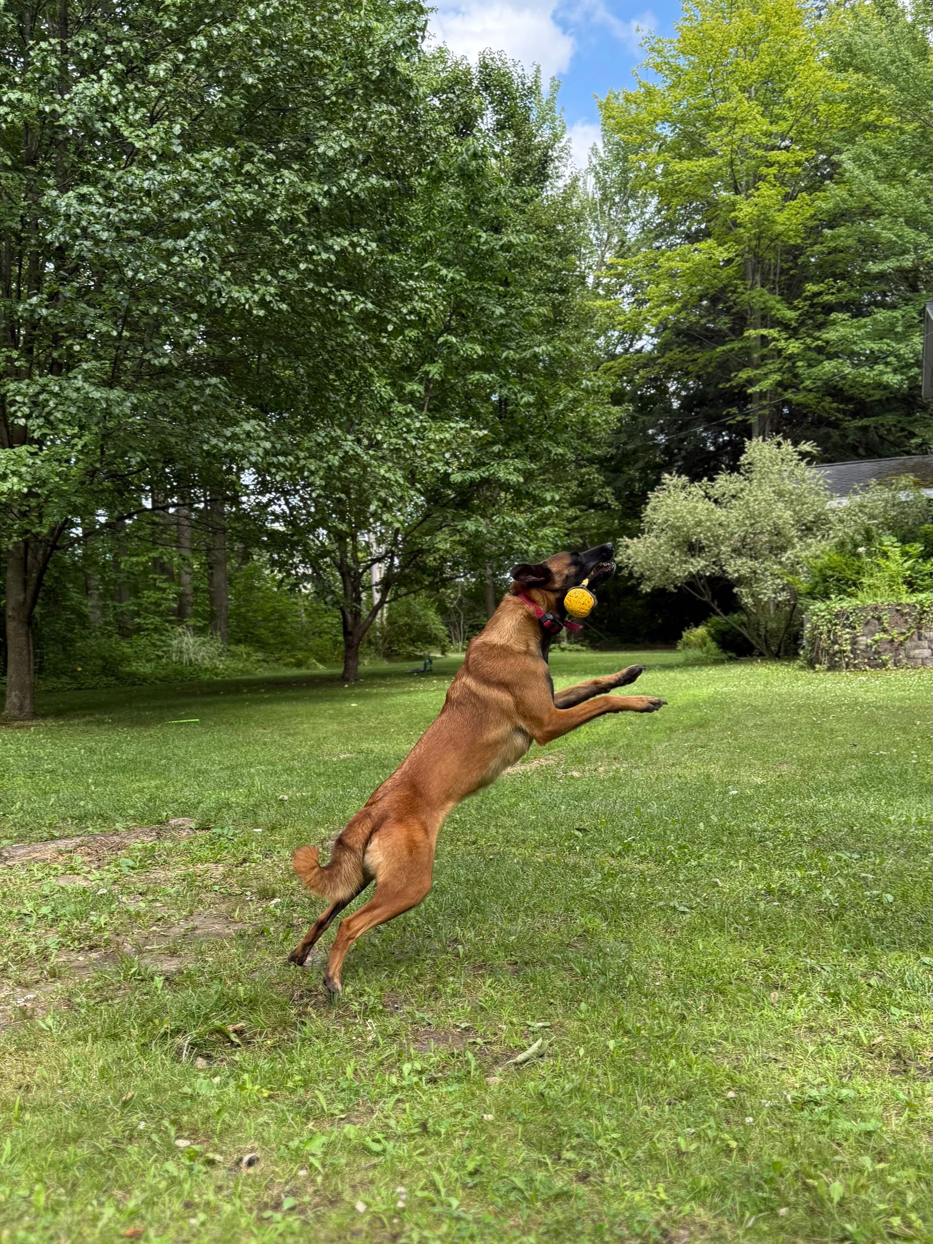 Dog jumping in a grassy yard, catching a yellow ball with green trees in the background.