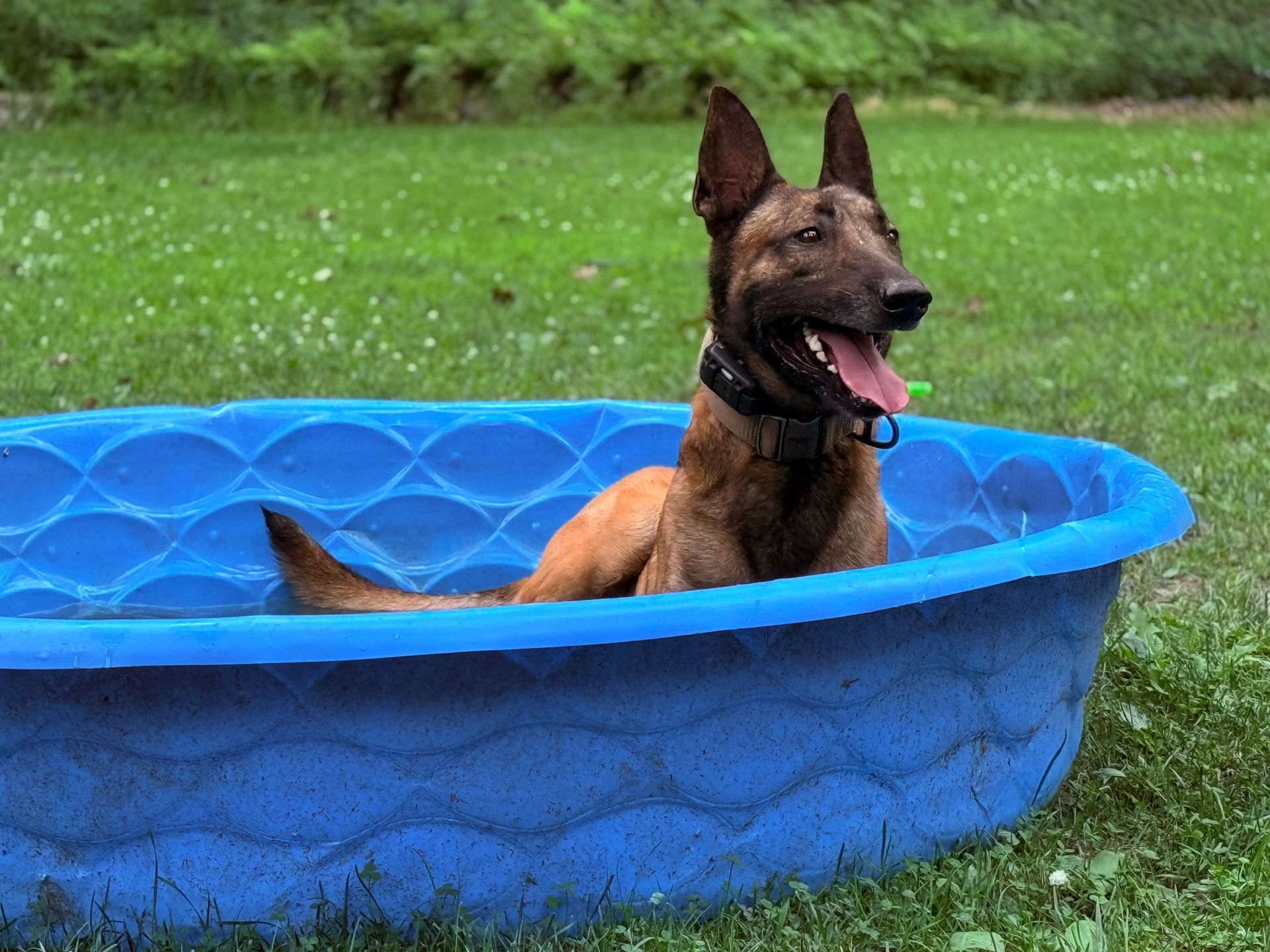 Belgian Malinois dog sitting in a blue kiddie pool, enjoying a hot day.