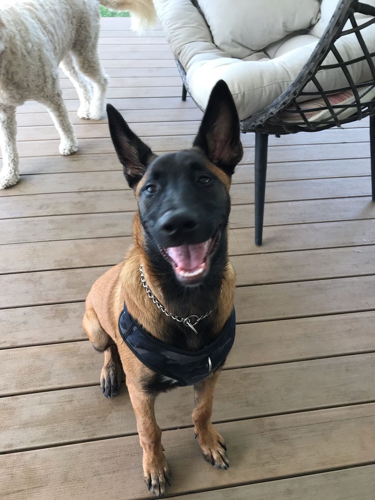 Happy Belgian Malinois dog with upright ears, black muzzle, and brown coat, sitting on a wooden deck.