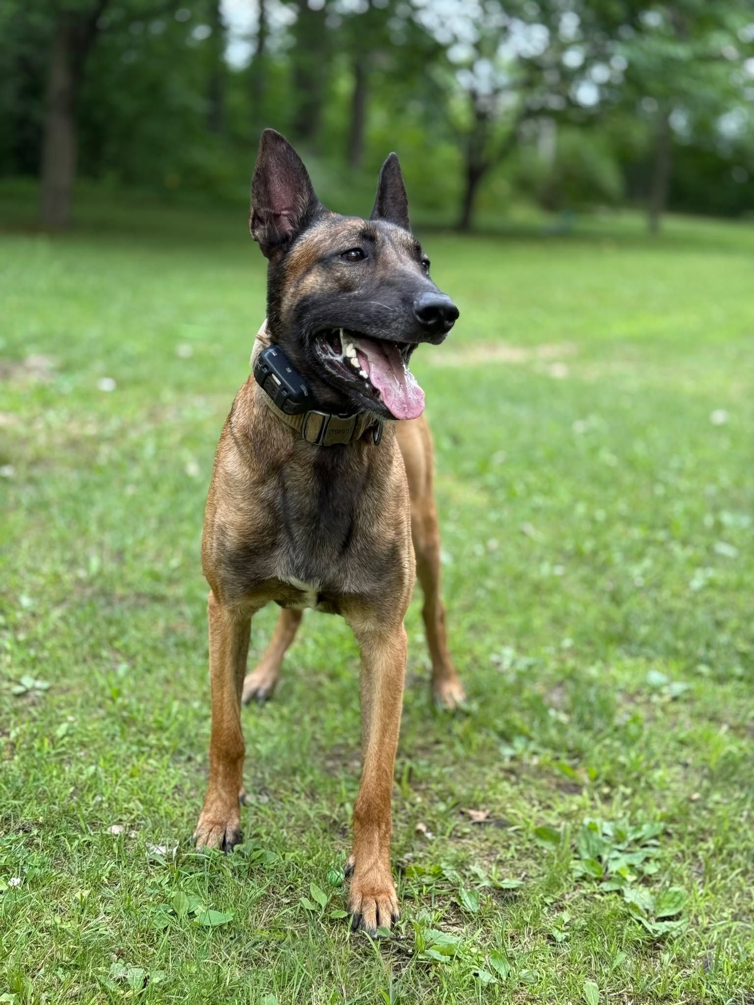 Belgian Malinois dog with a black collar stands on grass, tongue out.