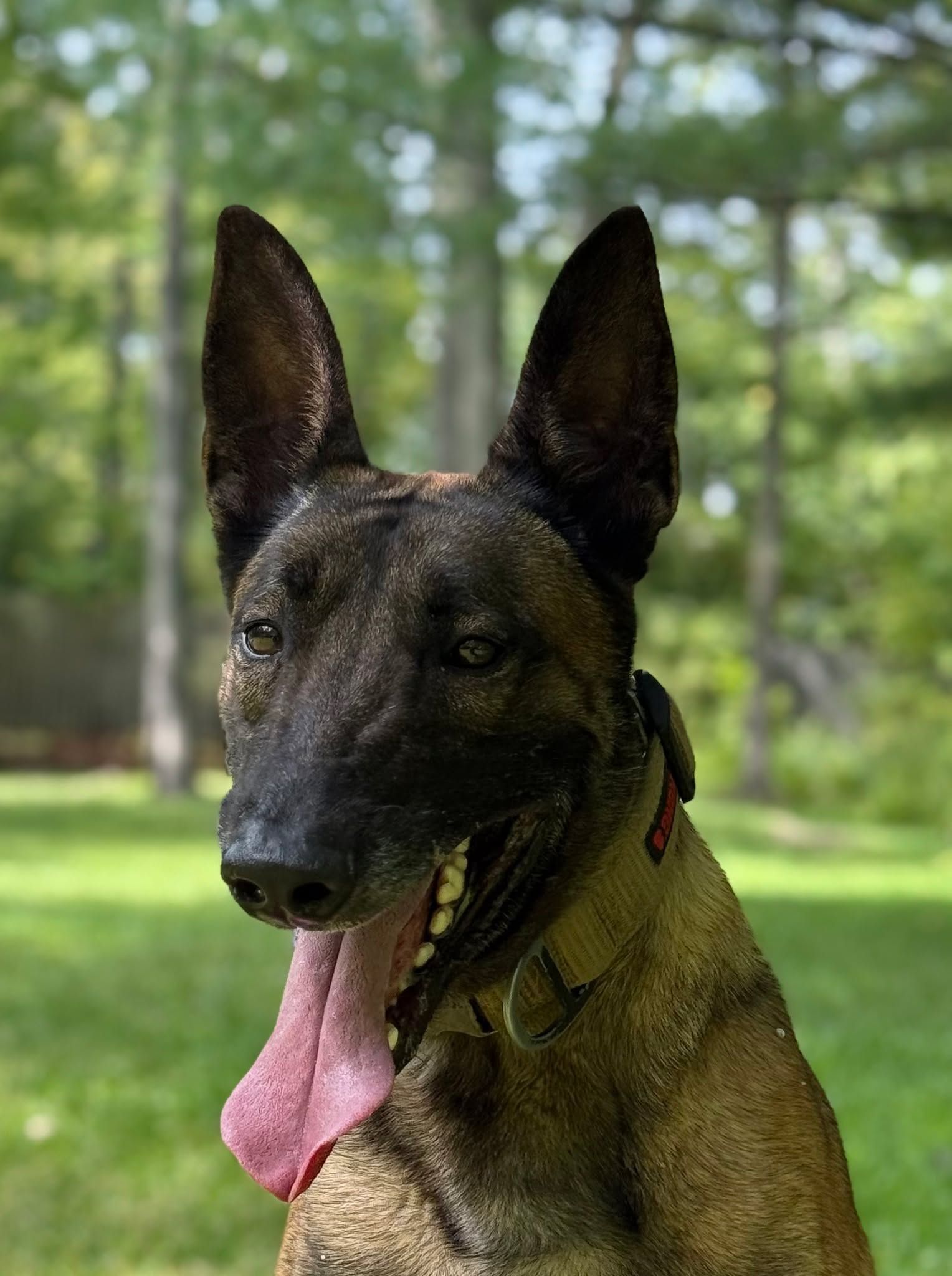 A Belgian Malinois dog panting with its tongue out, in a grassy setting.