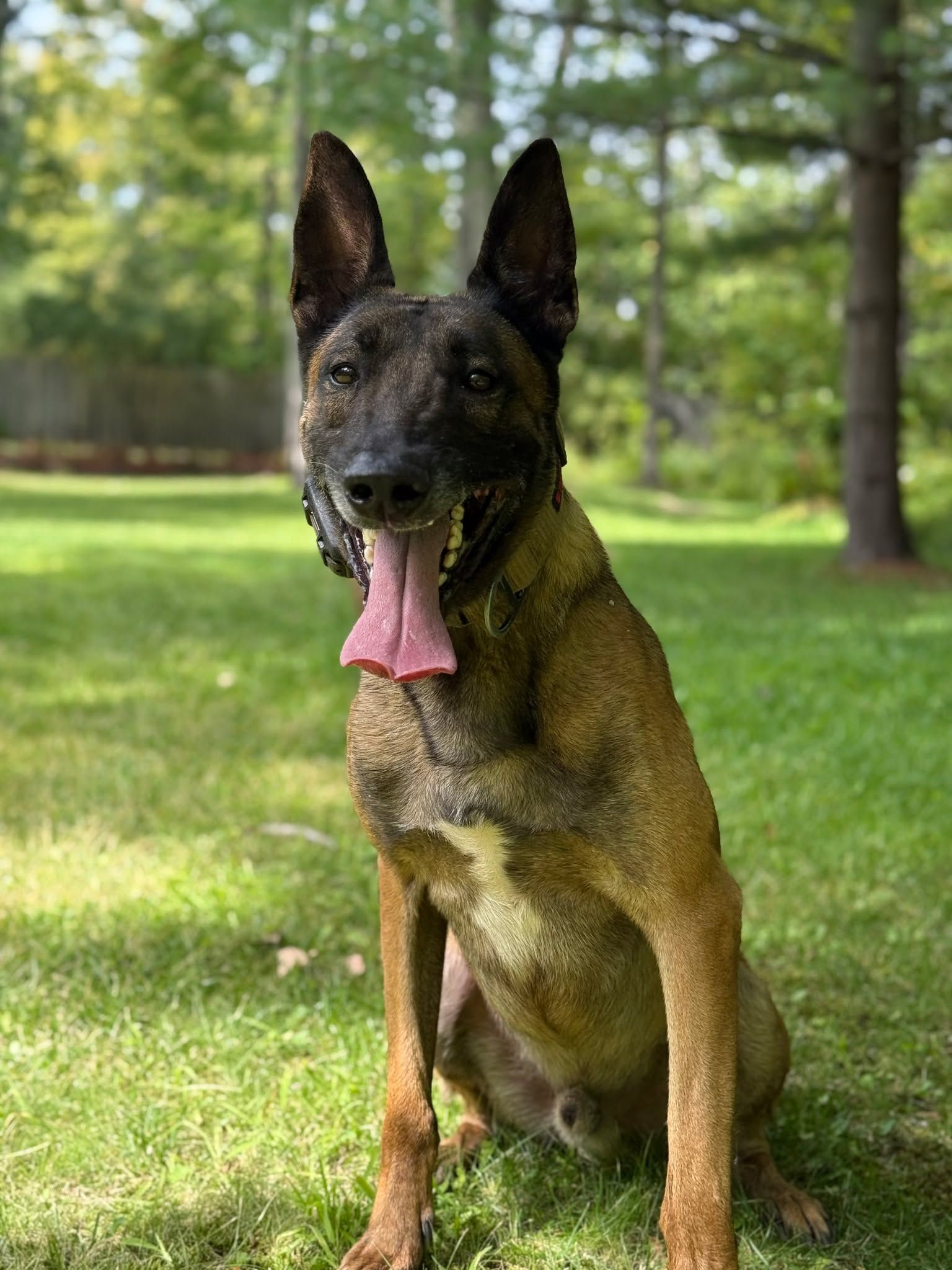 Tan and black Belgian Malinois dog sitting in grass, tongue out, looking at the camera.