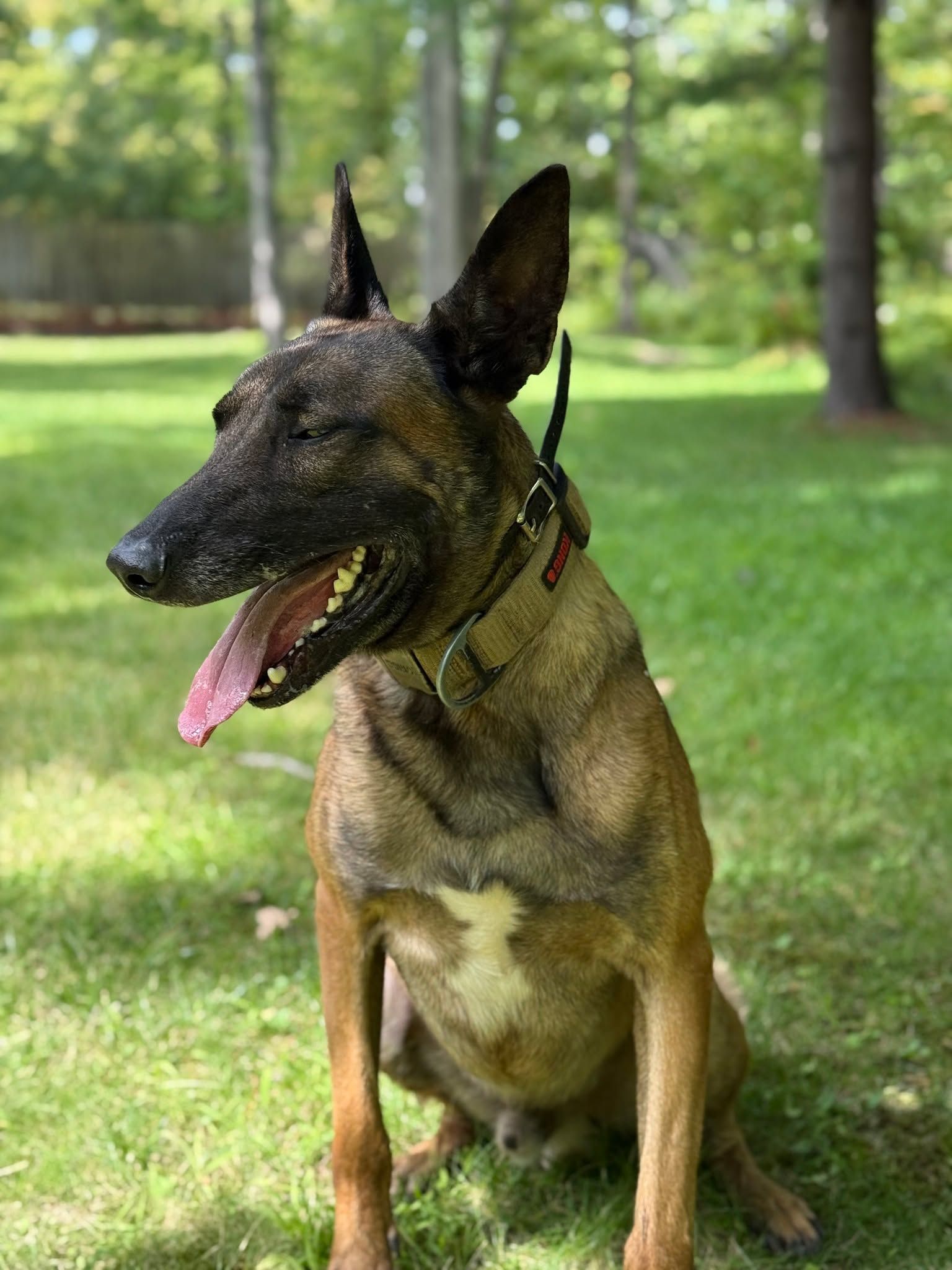 Belgian Malinois dog panting with tongue out, sitting on green grass.