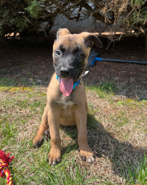 Puppy with tan and black fur sits in grass, tongue out, blue collar.
