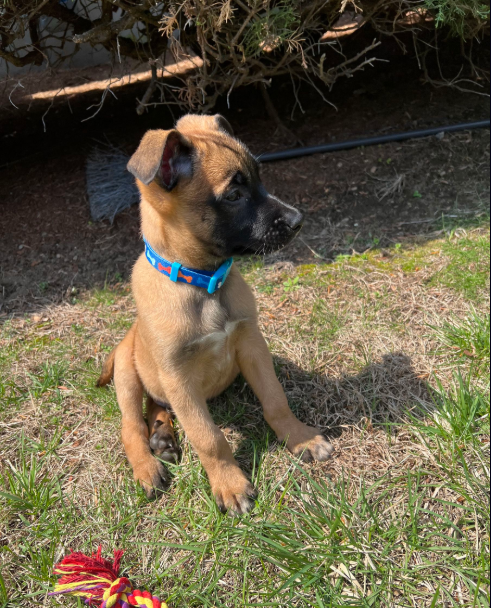 Tan puppy with black muzzle and blue collar sits on grass, looking to the right.
